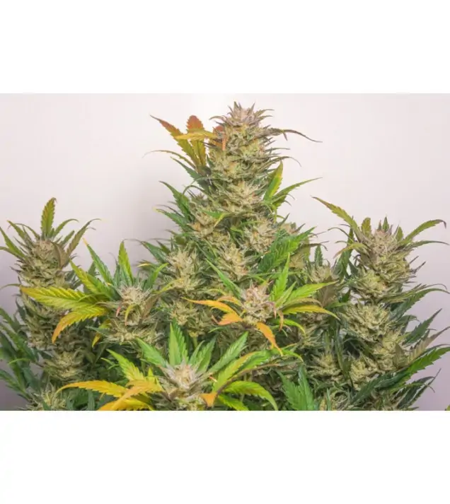 Auto Mokum's Tulip REBAJAS