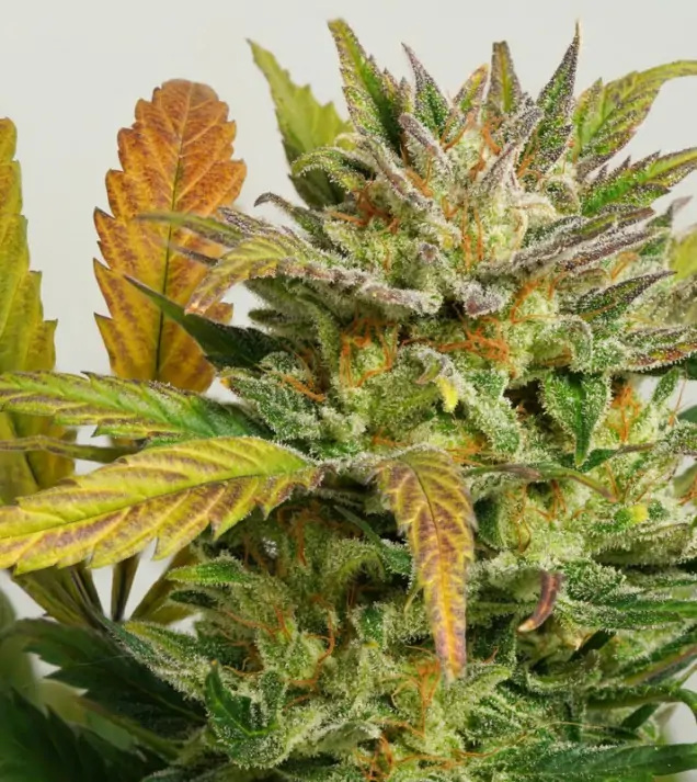 Auto Mokum's Tulip REBAJAS