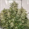 Auto SFV OG REBAJAS