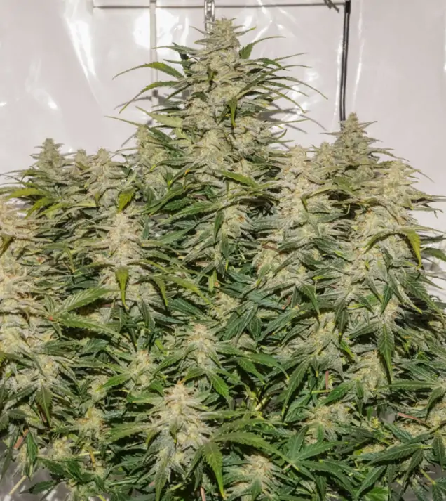 Auto SFV OG REBAJAS
