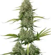 BCN Critical XXL Auto REBAJAS