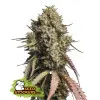 Gorilla Cookies Auto REBAJAS