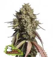 Gorilla Cookies Auto REBAJAS