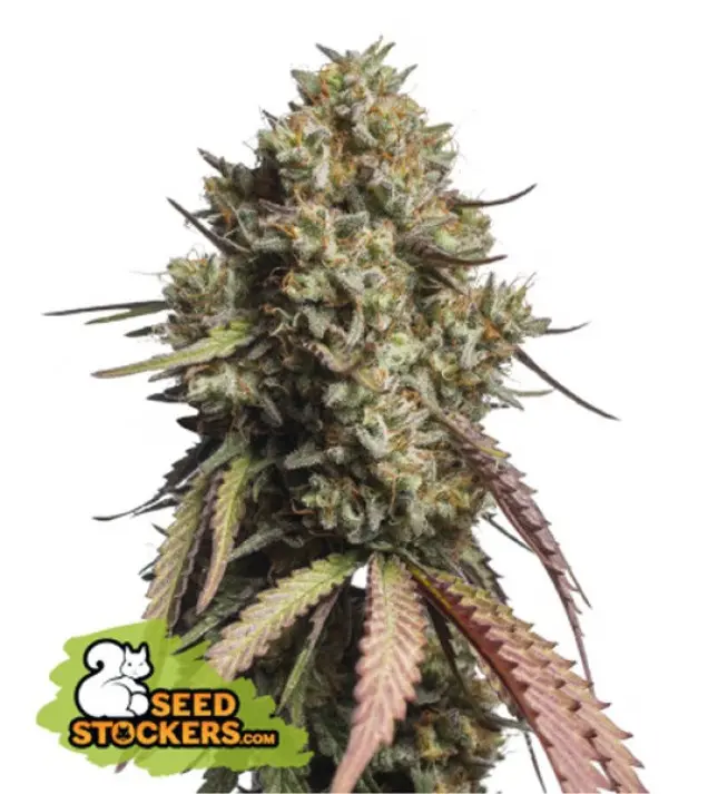 Gorilla Cookies Auto REBAJAS