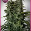 Elite 47 REBAJAS