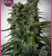 Elite 47 REBAJAS