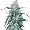 Pineapple REBAJAS