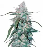 Pineapple REBAJAS