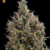 Big Bang Autoflowering REBAJAS