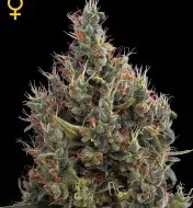 Big Bang Autoflowering REBAJAS