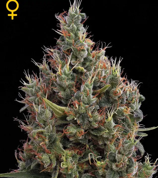 Big Bang Autoflowering REBAJAS