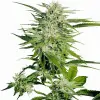 Big Bud REBAJAS