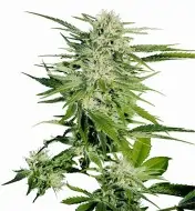 Big Bud REBAJAS