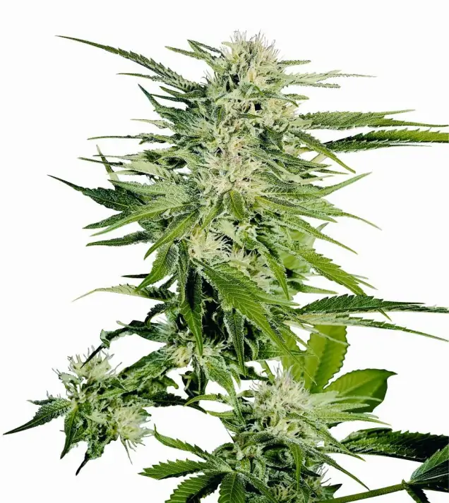 Big Bud REBAJAS