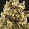 Mr. Gorilla Cream REBAJAS