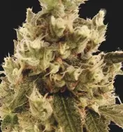 Mr. Gorilla Cream REBAJAS