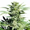 Shiva Skunk REBAJAS