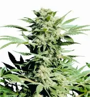 Shiva Skunk REBAJAS