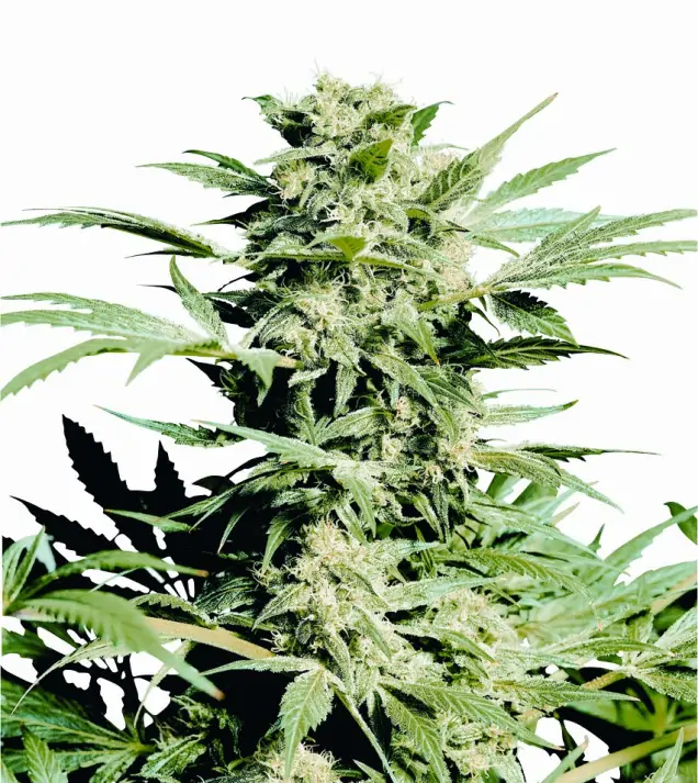 Shiva Skunk REBAJAS