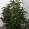 Early Skunk X Haze&nbsp;Regular REBAJAS