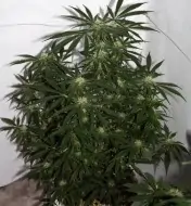 Early Skunk X Haze&nbsp;Regular REBAJAS
