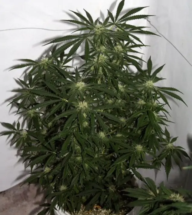 Early Skunk X Haze&nbsp;Regular REBAJAS