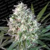 Space Cookies REBAJAS