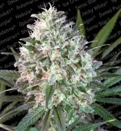 Space Cookies REBAJAS