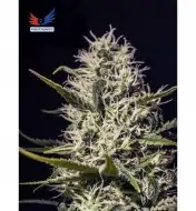 One Love Haze REBAJAS