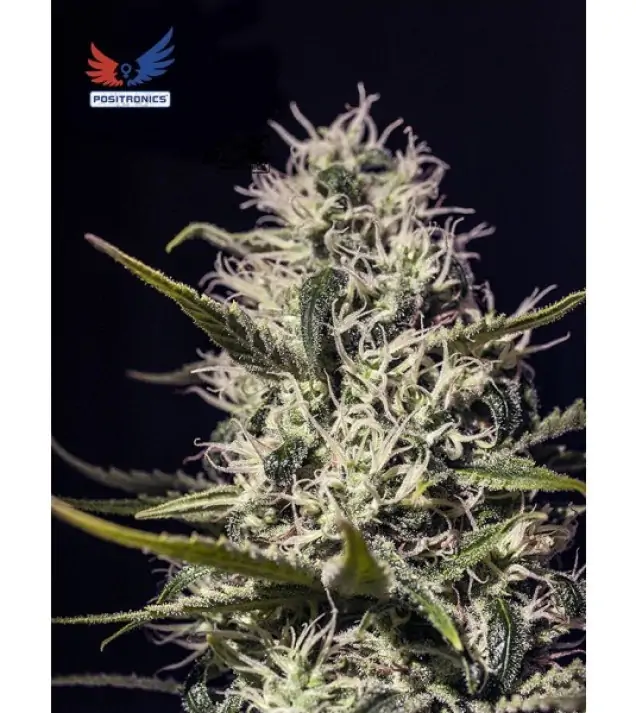 One Love Haze REBAJAS