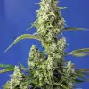 Gorilla Girl XL Auto REBAJAS
