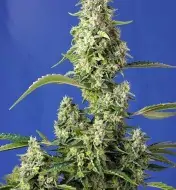 Gorilla Girl XL Auto REBAJAS