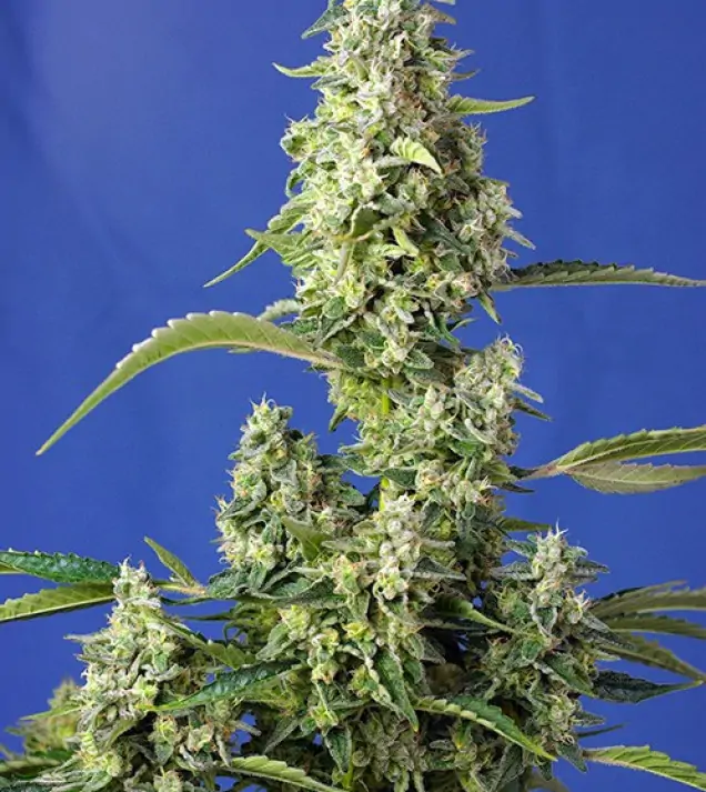 Gorilla Girl XL Auto REBAJAS