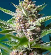 Purple Punch OG REBAJAS