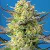 Sweet Cheese XL Auto REBAJAS