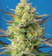 Sweet Cheese XL Auto REBAJAS