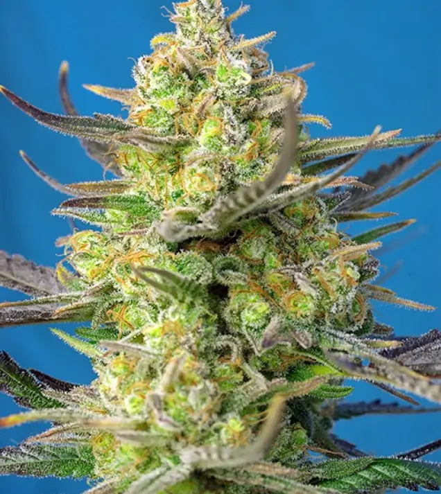 Sweet Cheese XL Auto REBAJAS