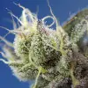 Sweet Cheese XL Auto REBAJAS
