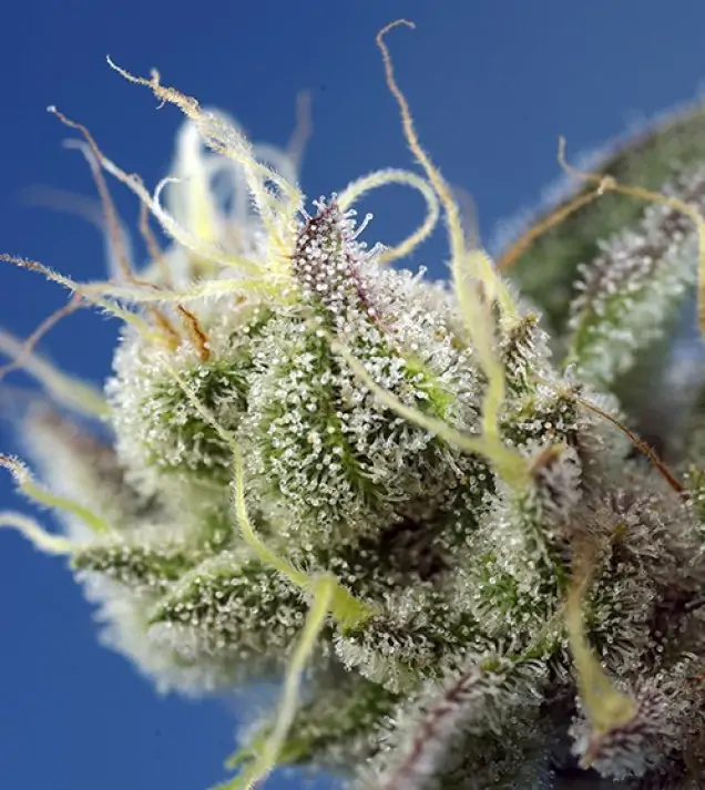 Sweet Cheese XL Auto REBAJAS