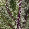 Sweet Cheese XL Auto REBAJAS
