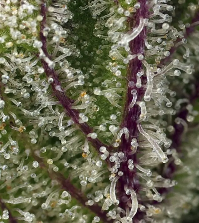 Sweet Cheese XL Auto REBAJAS