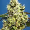 Sweet Gelato Auto REBAJAS
