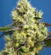 Sweet Gelato Auto REBAJAS