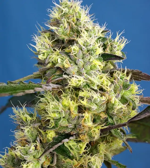 Sweet Gelato Auto REBAJAS