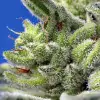 Sweet Gelato Auto REBAJAS