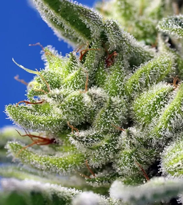 Sweet Gelato Auto REBAJAS