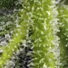 Sweet Gelato Auto REBAJAS