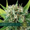 Amnesia REBAJAS