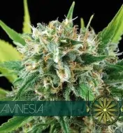 Amnesia REBAJAS