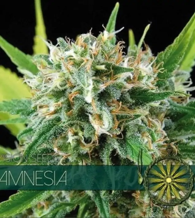 Amnesia REBAJAS